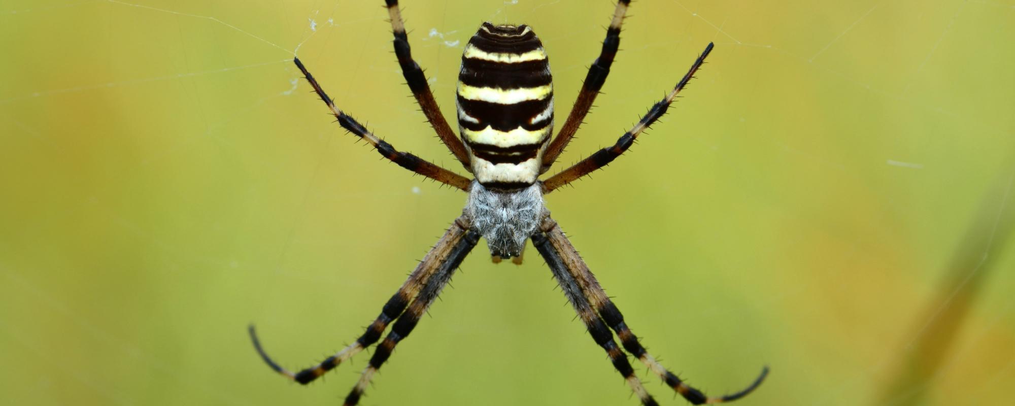 Community Education Classes Spiders of Arkansas